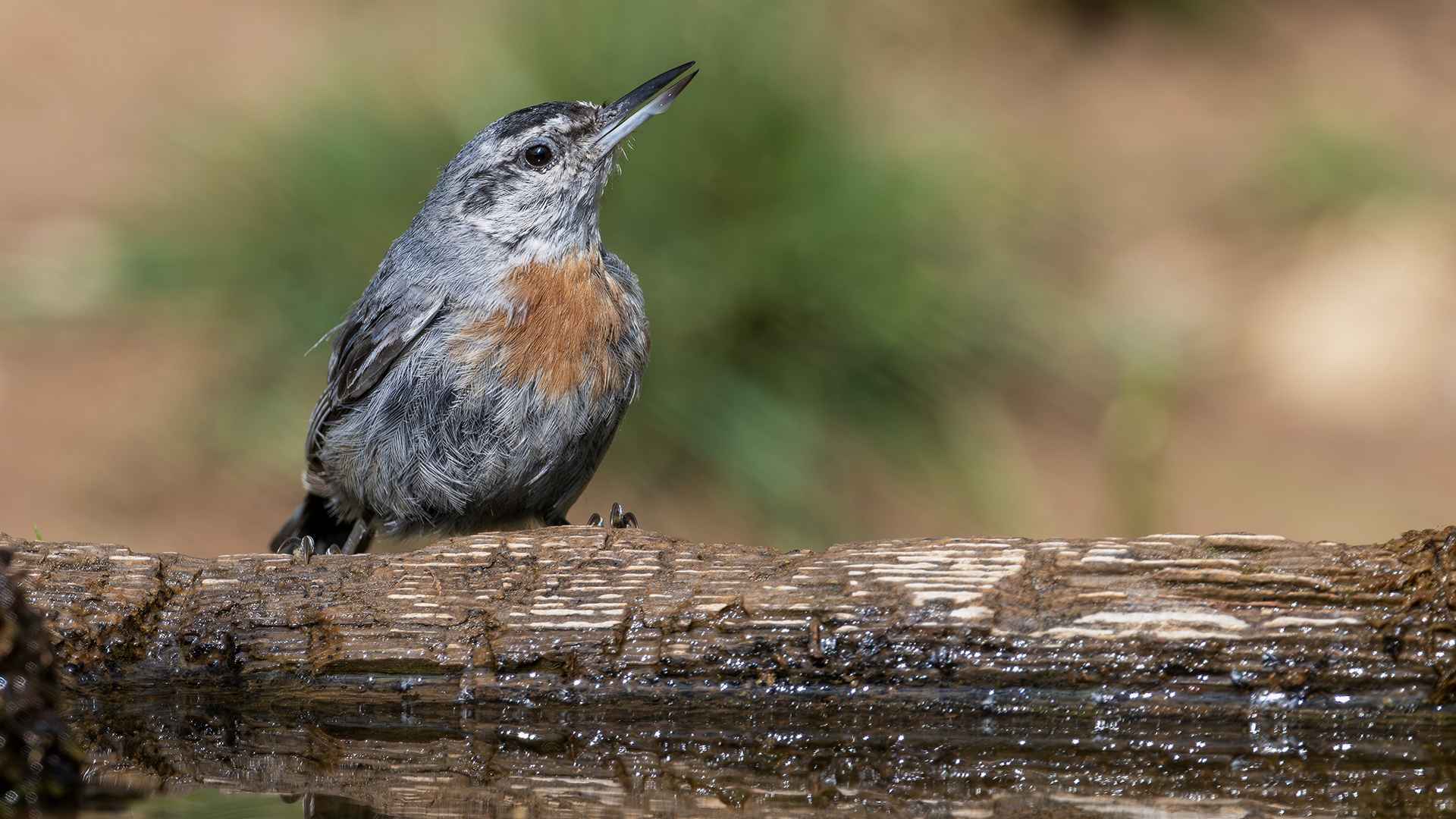 Krüper's Nuthatch